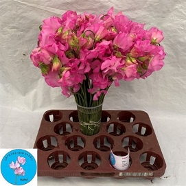 Lathyrus suns pink 40cm