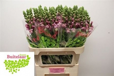 Antirhinum poto lavender 80cm