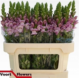 Antirhinum poto lavender 80cm
