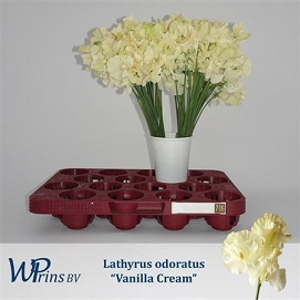Lathyrus vanilla cream 40cm