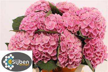 Hydrangea m magic opal cl 80cm