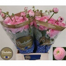 Ranun aazur pink 50cm (50) 50gr