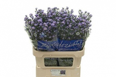 Aster cassandra 80cm