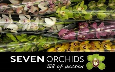Cymbidium tak 06 80cm SEVEN