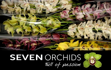 Cymbidium tak 06 80cm SEVEN