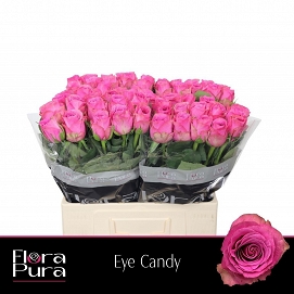 Róża eye candy 60/60 flora pura