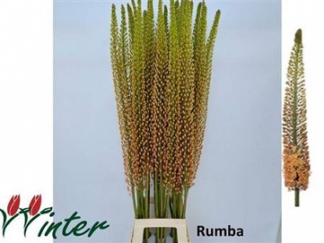 Eremurus rumba 120cm