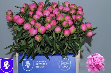 Paeonia mr jules elie 60cm (50)