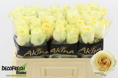 Róża buttercup 50/60 akina