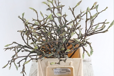 Magnolia grandiflora 50cm