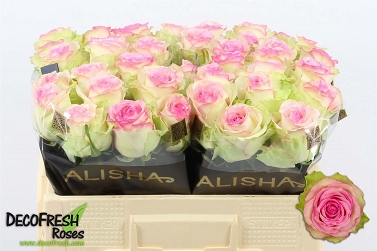 Róża pink jurney 50/50 alishia