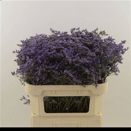 Limonium main blue 70cm