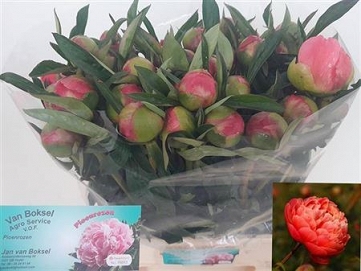 Paeonia coral charm 65cm (40)