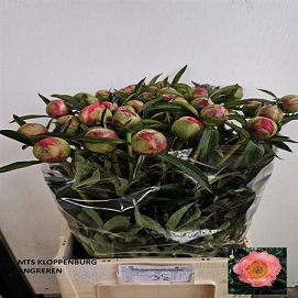 Paeonia coral charm 65cm (40)