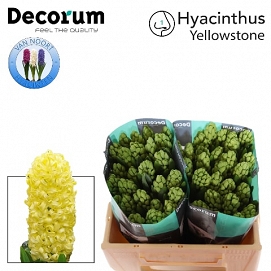 Hyacinthus yellowstone