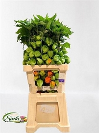 Physalis lampion 70cm
