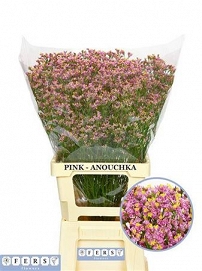 Limonium sin anouchka diamond 80cm