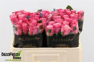Róża ramonda 50/60 alishia