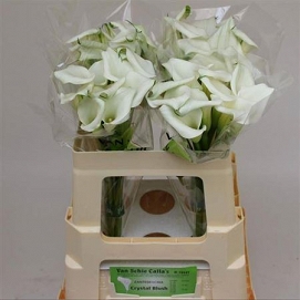 Zantedechia crystal blush 55cm