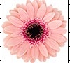 Gerbera mini prada