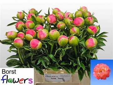 Paeonia coral sunset 55cm (40)