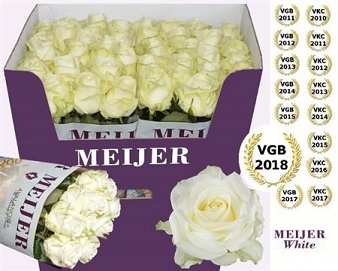 Róża avalanche 90/40 Meijer