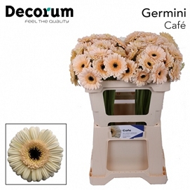 Gerbera mini cafe