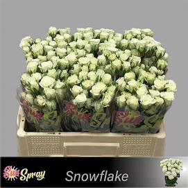 Róża tr snowflake 50/60