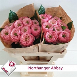 Róża northange abbey 50/20 wans
