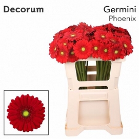Gerbera mini phoenix