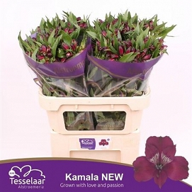 Alstromeria kamala