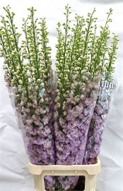 Delphinium du dew fame 130cm