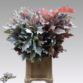 Querques rubra wit 80cm