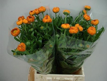 Calendula green spot orange 50cm