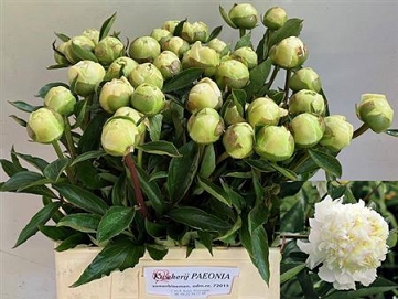 Paeonia charley white 60cm (40)