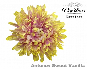 Chryzantema g antonov sweet vanil vip