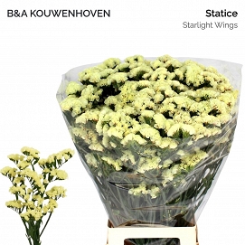 Limonium s starlight wings 75cm
