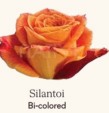 Róża eq silantoni 50/50