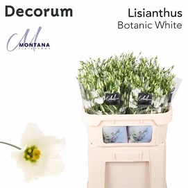 Eustoma botanic white