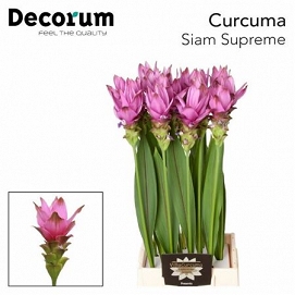 Curcuma siam supreme 70cm