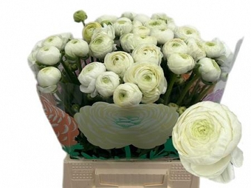 Ranun aazur white 45cm (50) 40gr