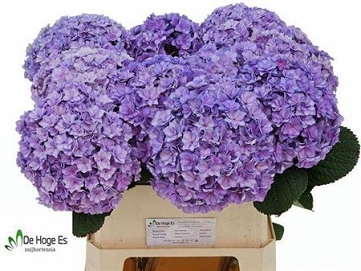 Hydrangea beauty luxor BL 80cm