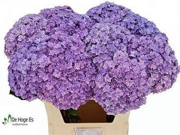 Hydrangea beauty luxor BL 80cm
