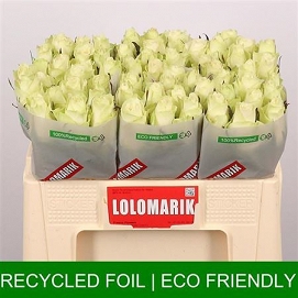 Róża athena 50/60 lolomarik