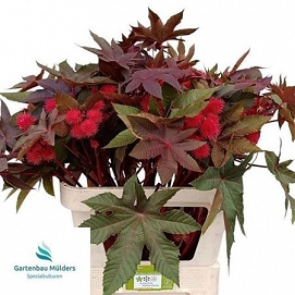Ricinus communis 80cm