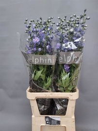Delphinium du delp power 120cm