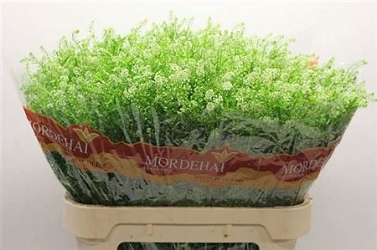 Lepidium green bell 80cm