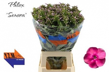 Phlox senora 70cm
