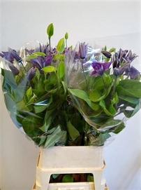 Clematis 100cm hol