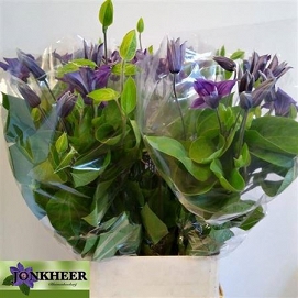 Clematis 100cm hol